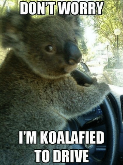 koala.jpg