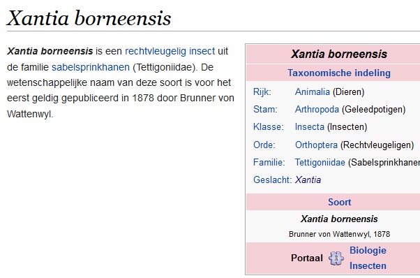 Xantia borneensis.jpg