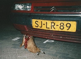 Haas op trekhaak (klein).jpg